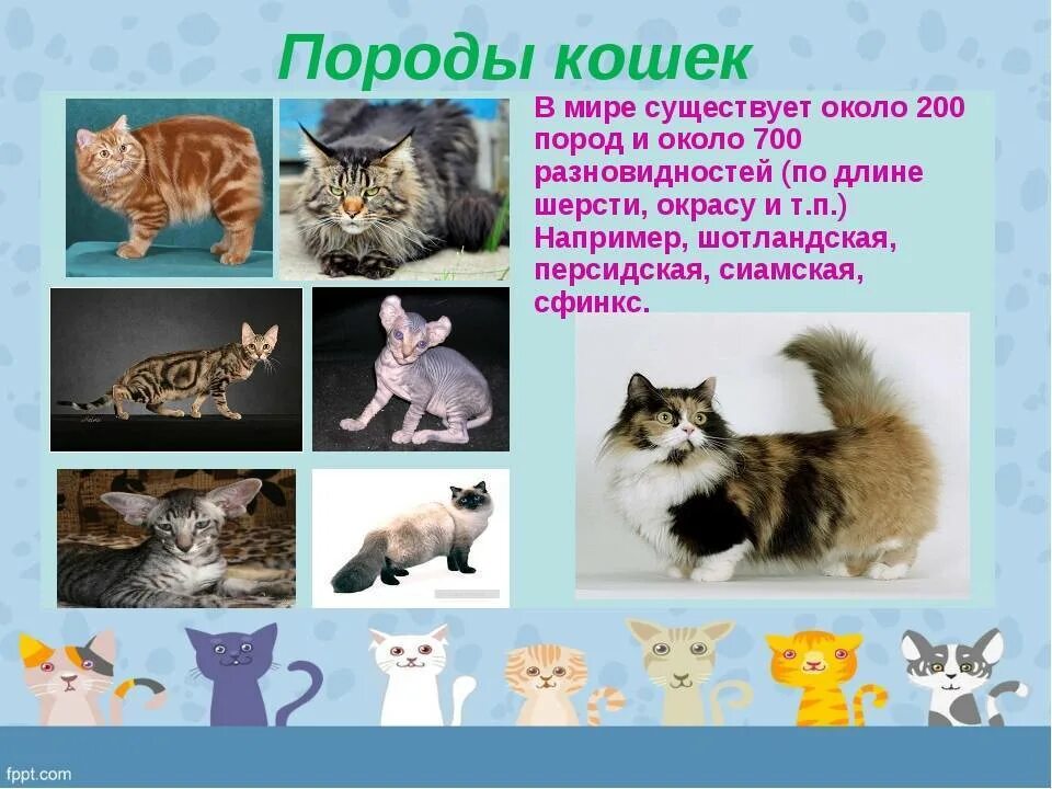 Сколько видов кошек