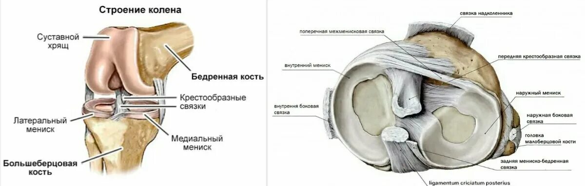 Коленный сустав анатомия латынь. Связку надколенника - Lig. Patellae. Соединение костей нижней конечности коленный сустав. Lig Patellae связка.