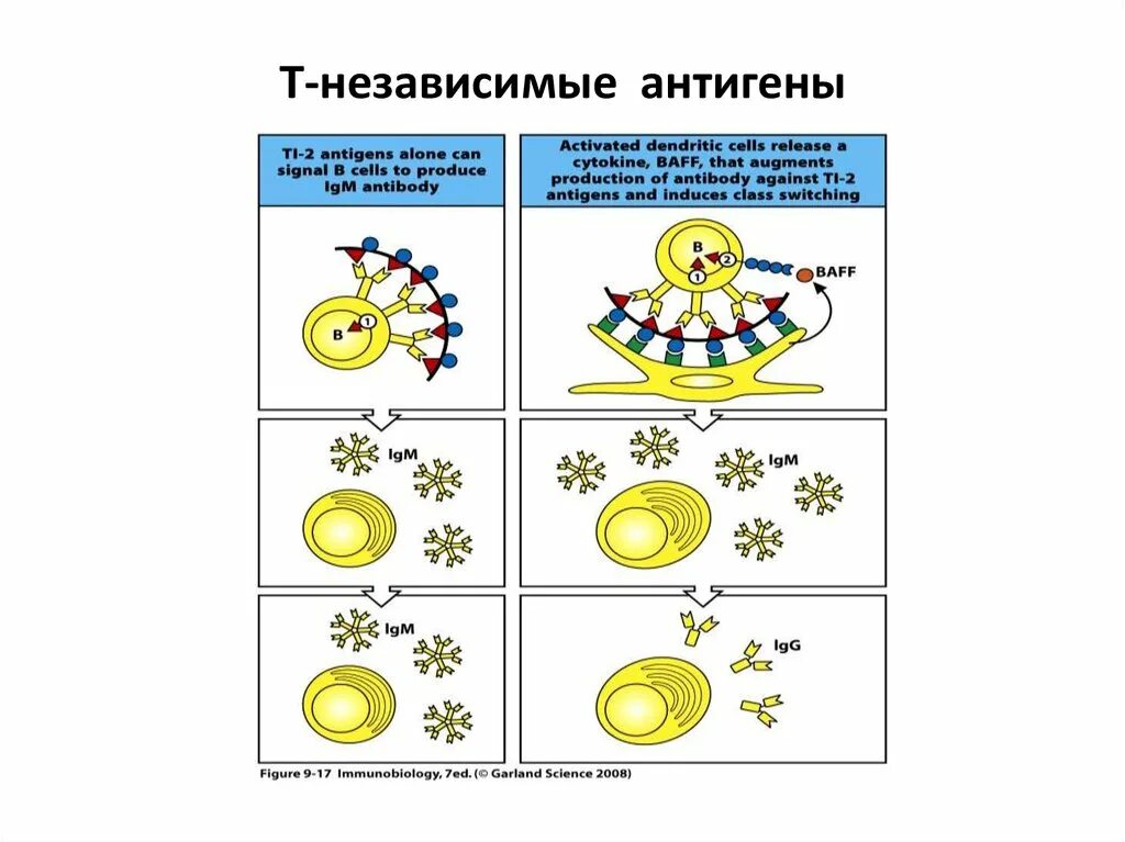 Т зависимые. Иммунный ответ на т зависимые антигены. Иммунный ответ на т-зависимые и т-независимые антигены. Иммунный ответ гуморальный на т-независимый антиген. Т зависимые антигены примеры.