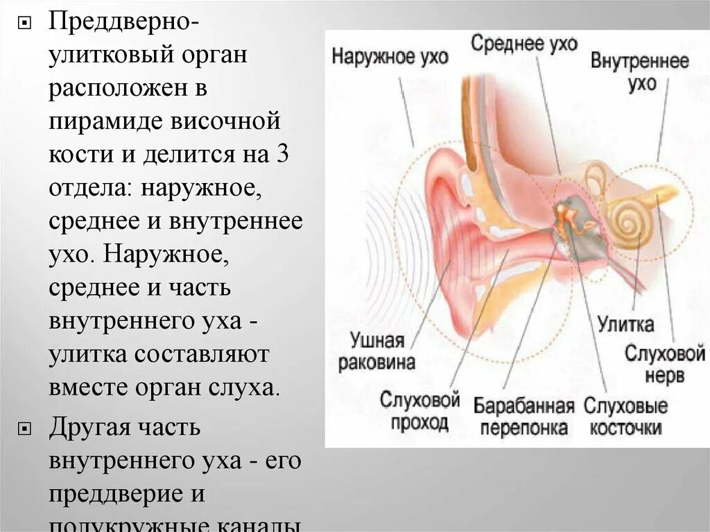 Преддверно улитковый орган. Преддверно улитковый орган наружное среднее и внутреннее ухо. Преддверно улитковый орган анатомия. Орган слуха расположен в височной кости. Отделы наружного среднего и внутреннего уха