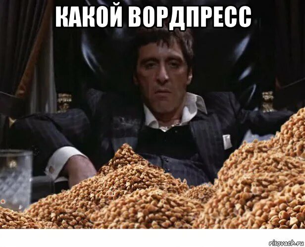 С днем пшенки мем Pin by Winda Sarie on Animals Cat memes, Cute cats and dogs, Funny cute cats