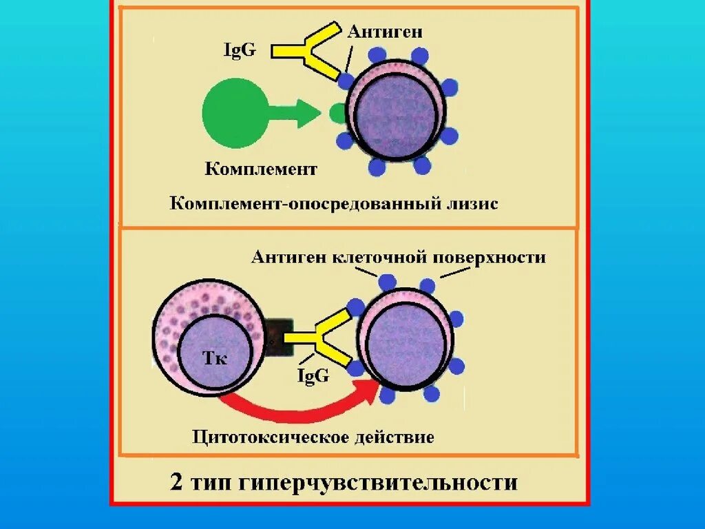 Клеточные антигены. Защита организма от факторов патогенности. Факторы патогенности микроорганизмов. Факторы патогенности вирусов. Факторы патогенности легионелл.