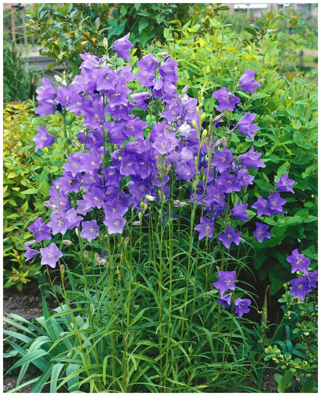 Campanula grandiflora 1 Garden-en.com