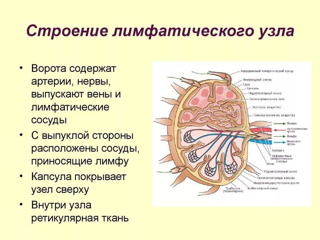 Ворота лимфоузла