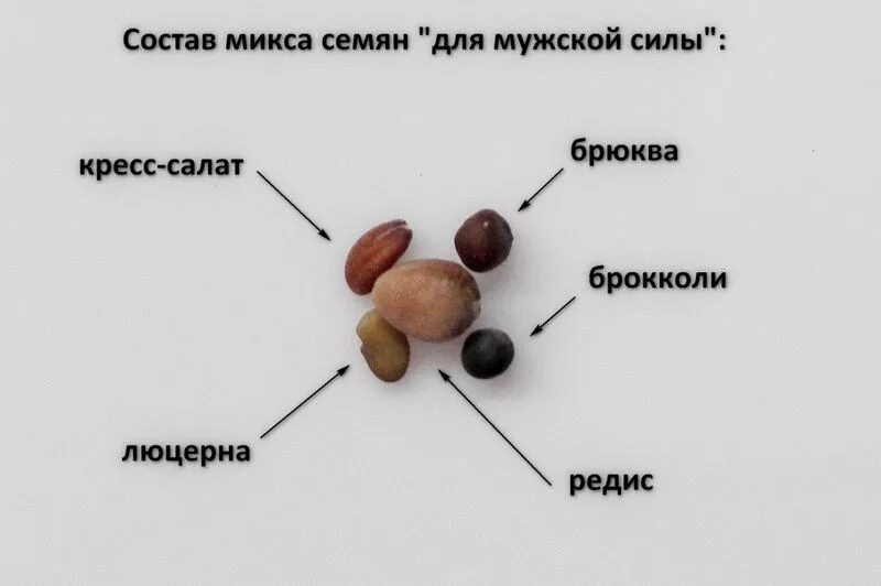 Семя состоит из семенной. Состав мужского семени. Микс семян для проращивания. Состав микс семян.