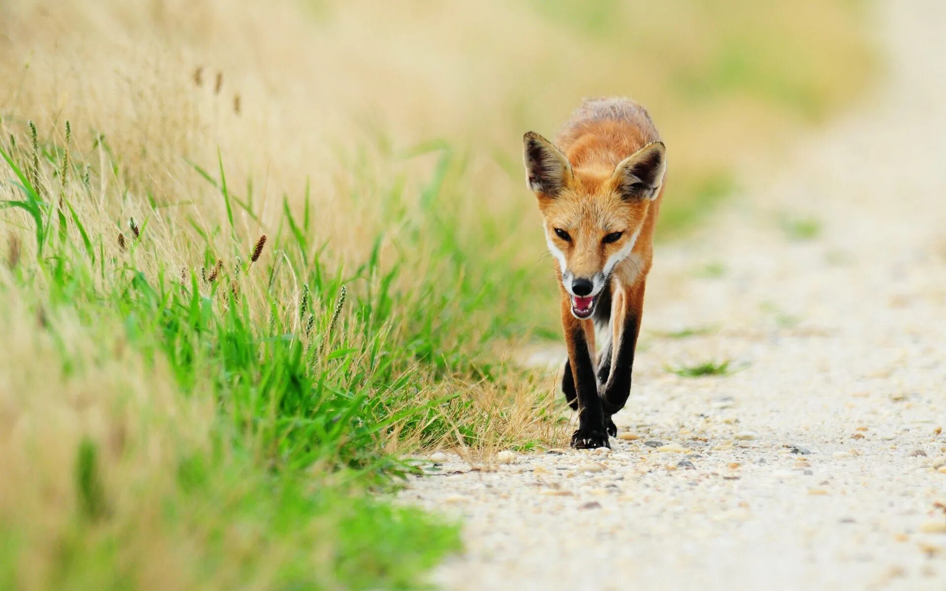 Fox originals