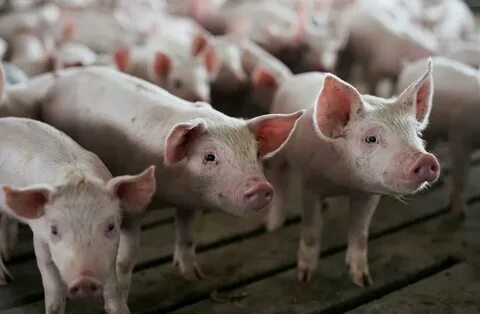 Pigs has