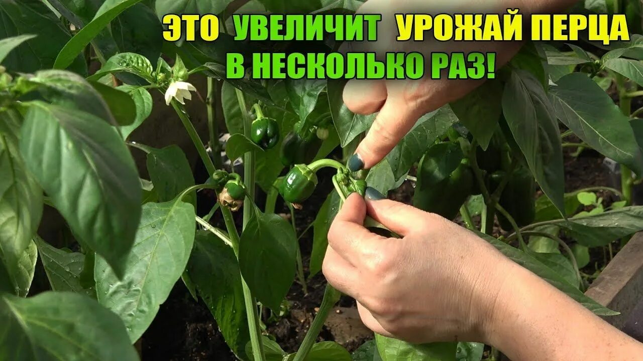 Как ухаживать за перцем в открытом. Перец в теплице. формирование сладкого перца. формирование перцев в открытом грунте. формировка острого перца.