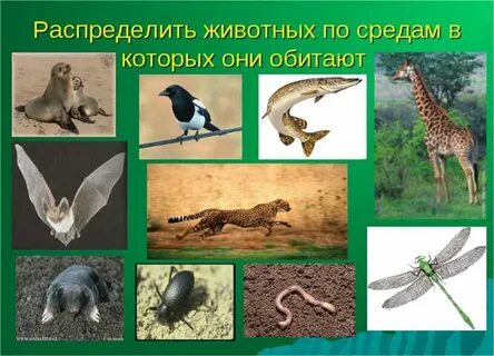 Какие животные обитают на земле 2 класс