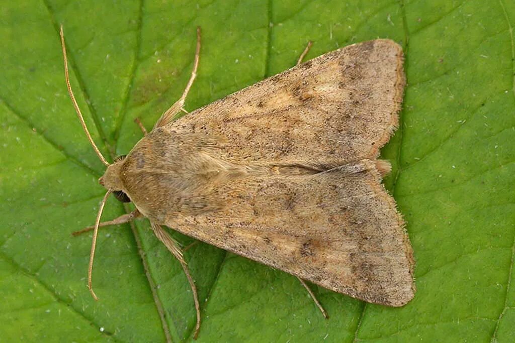 гусеница. хлопковая совка – helicoverpa armigera hb. хлопковая совка helicoverpa armigera. хлопковая совка helicoverpa armigera. хлопковая совка – helicoverpa armigera hb.