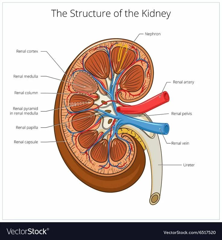 Почки научная статья. Kidney structure. Почка анатомия. Kidney structure nephron. Кортекс почки.
