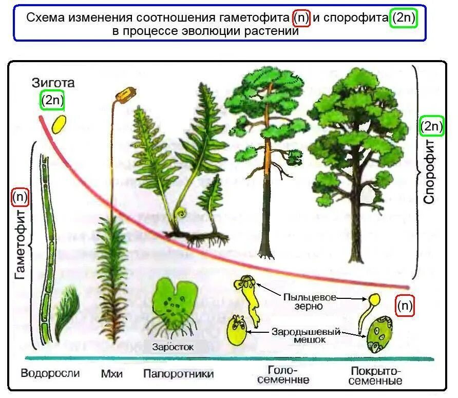 Водоросли хвощи покрытосеменные голосеменные. Эволюция гаметофита и спорофита у растений. Схема гаметофита и спорофита у растений. Чередование поколений у растений спорофит и гаметофит. Спорофит гаметофит схема.