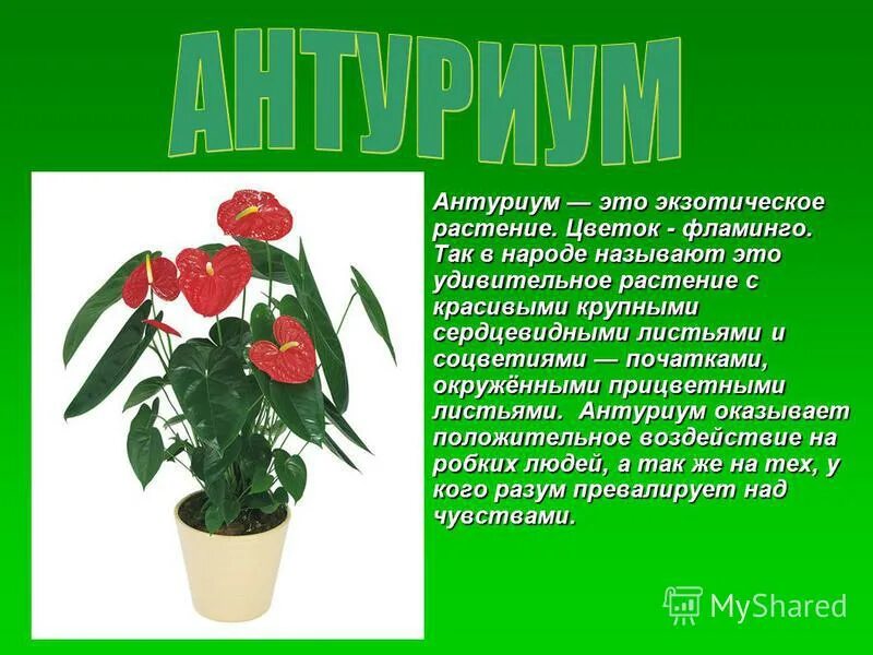 Комнатные цветы антуриум. Мужское счастье цветок. Сообщение о комнатном растении антуриум. Комнатные цветы антуриум. Антуриум описание растения.