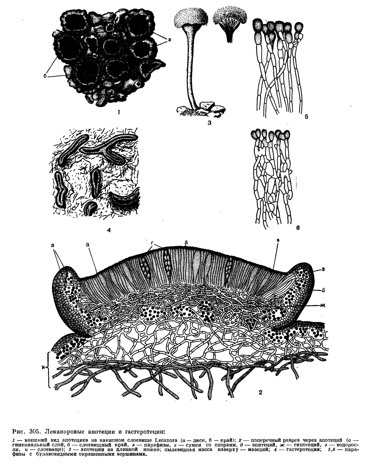Лишайники органы. ЛЕКАНОРОВЫЙ апотеций. Строение тела лишайников. Строение апотеция лишайника. Апотеции и перитеции лишайников.