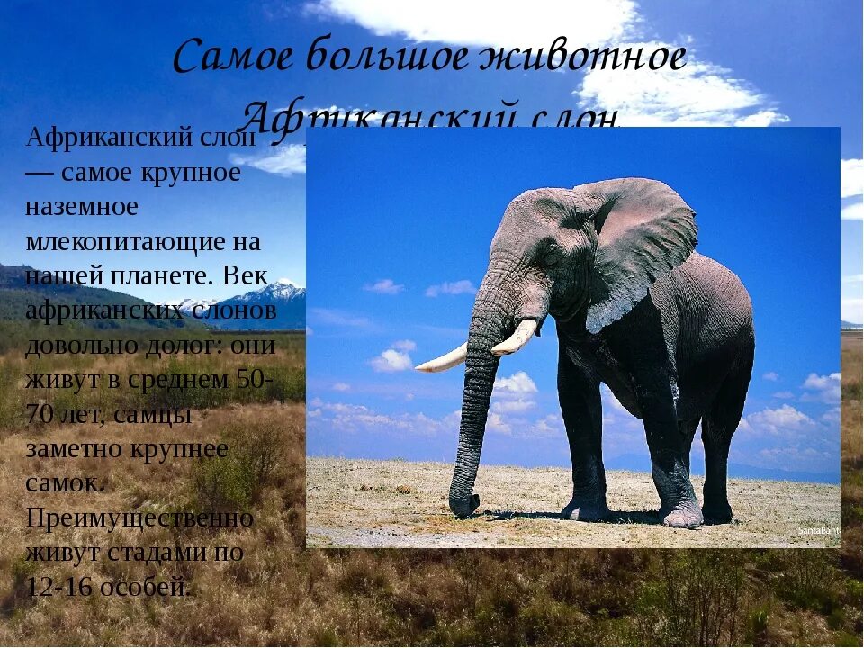 Слоников краткое. Слон для презентации. Презентация про слонов. Слон краткая информация. Африканский слон информация.