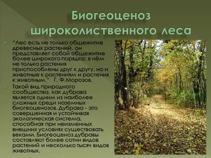 Древесные растения в экосистеме