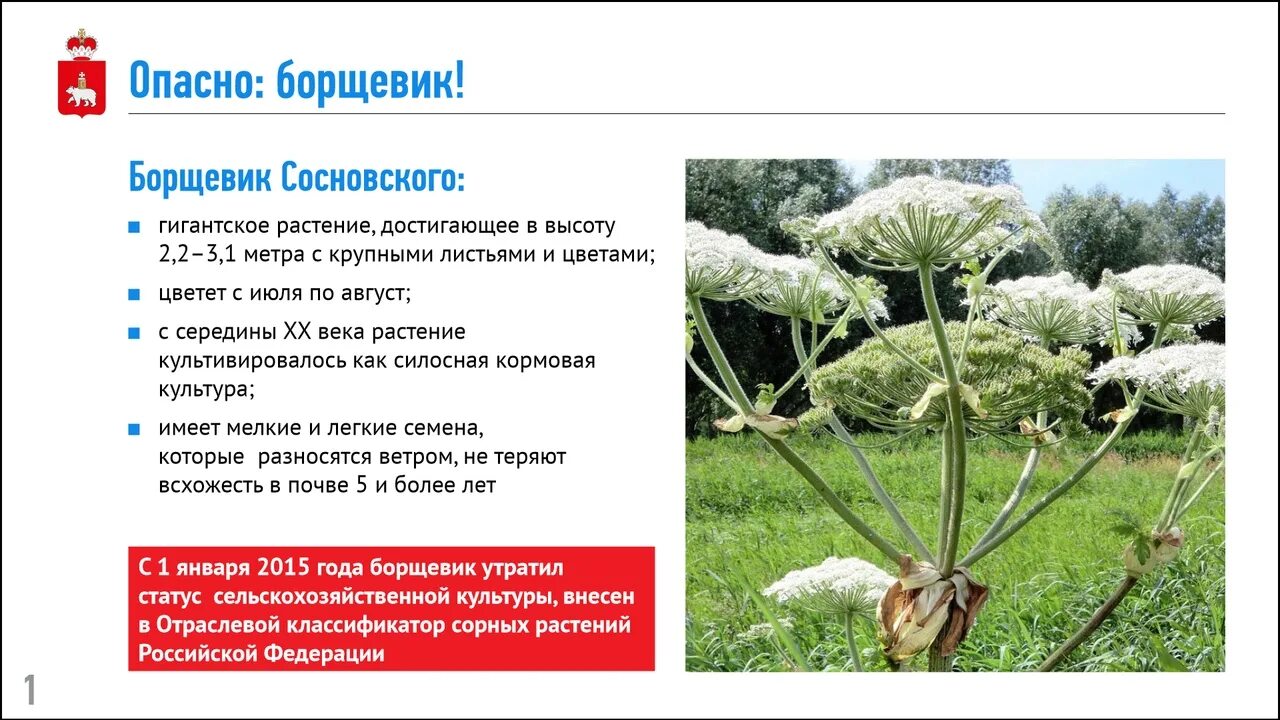 Борщевик ядовитое растение. Гигантский борщевик сосновского. Борщевик сосновского опасность. Опасная трава для человека. Памятка по борщевику сосновского.