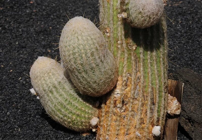 части кактуса боковые. кактус mammillaria eichlamii. кактус вторая. кактус вторая. кактус 2д.