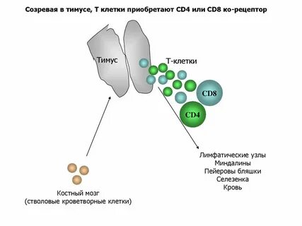 Т лимфоциты в тимусе