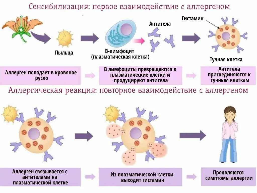 Развитии организма реакцию на