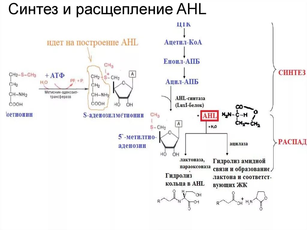 Биосинтез и расщепление. Расщепление и Синтез. Ацетил КОА В ацетил АПБ. Синтез ацетил КОА. Расщепление ацетил КОА.