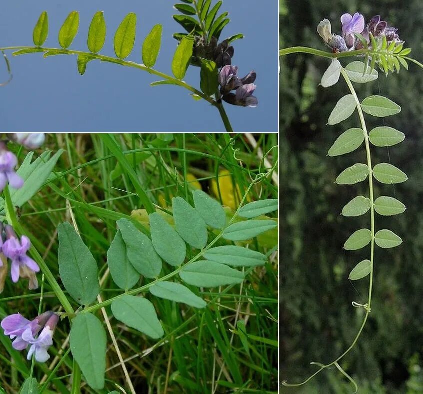 Vicia sepium – горошек заборный. 20. Горошек заборный (Vicia sepium). Вика заборная (горошек заборный).. Горошек заборный плод. Подскажи растение