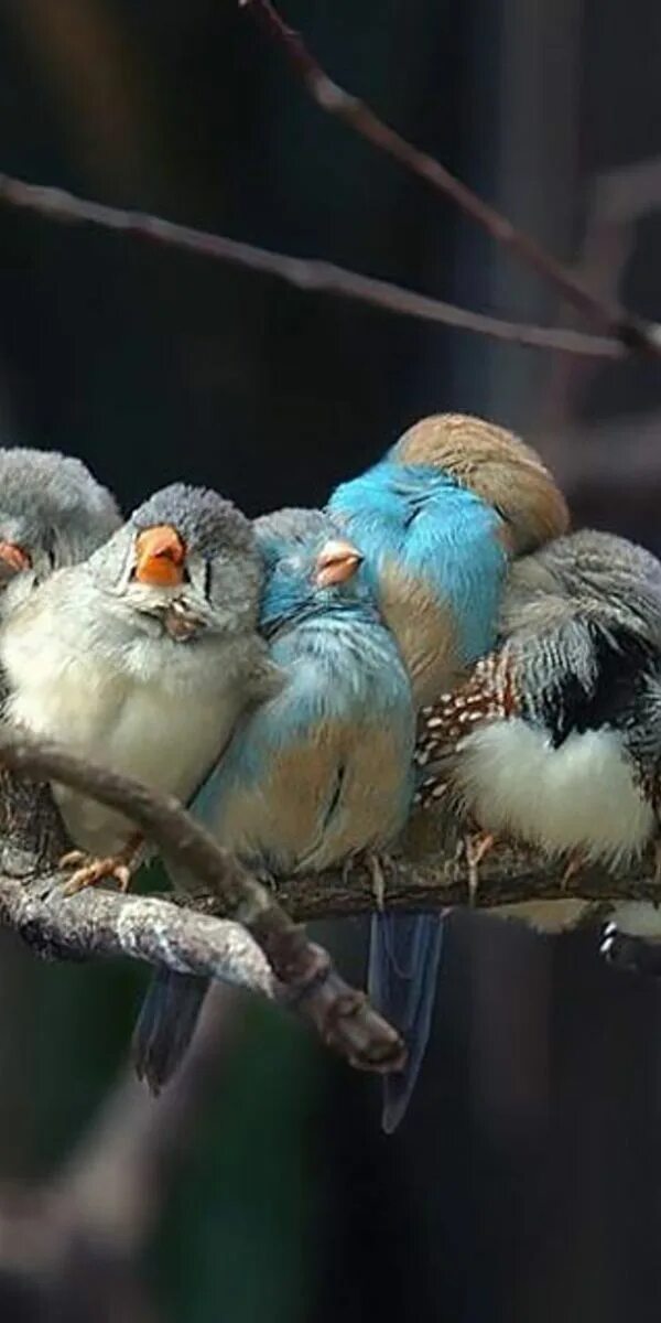 Птички уснули. Спящие птички. birds of a feather flock together. feather flock together. пословица birds of a feather flock together.&quot;.