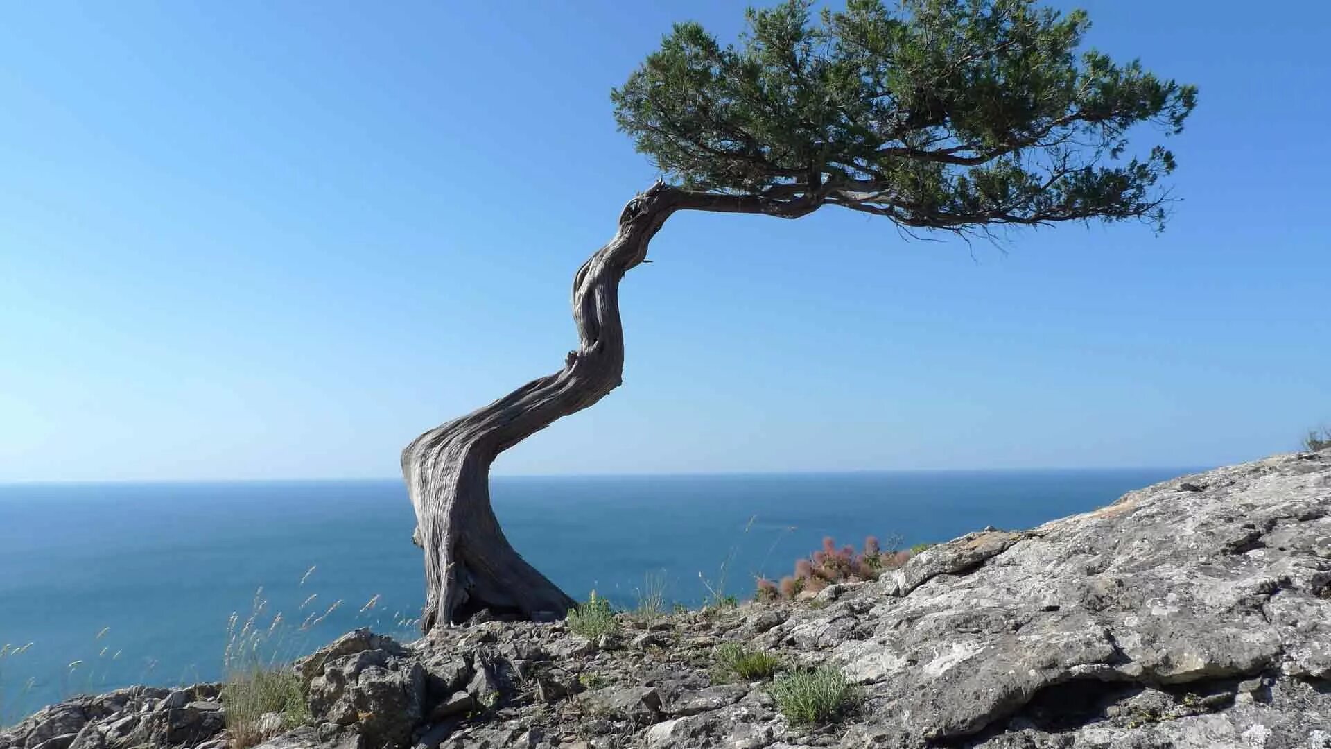 Прасковеевка Кривое дерево. Кривое дерево. Дерево на скале. Сосна на скале. Чинара на скале