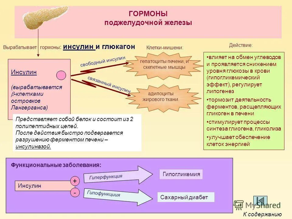 Какой гормон регулирует рост. Гормоны поджелудочной железы и их клетки мишени. Гормоны поджелудочной железы биохимия таблица. Эффекты гормонов поджелудочной железы. Структуры вырабатывающие гормоны поджелудочной железы.