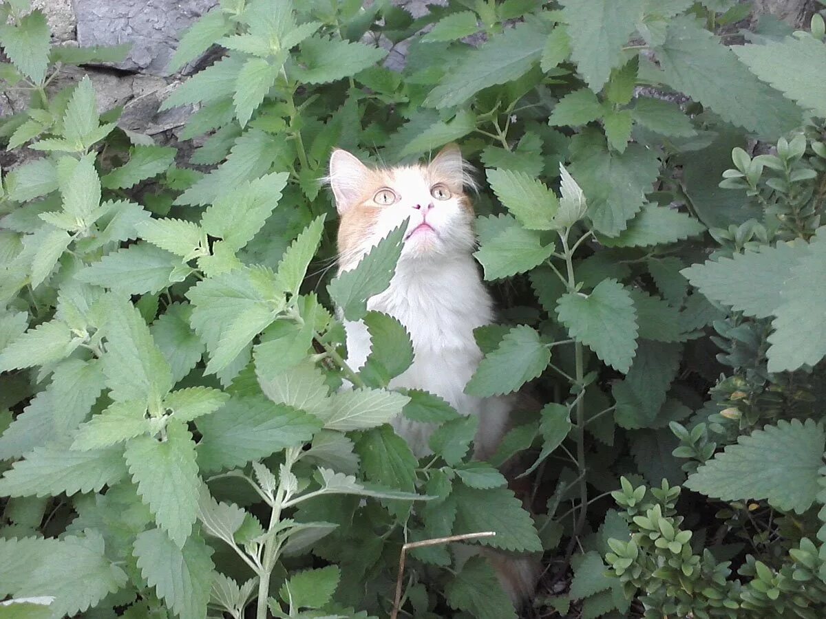 Котовник Кошачья мята. Котовник кошачий (Nepeta cataria). Catnip Кошачья мята. Котовник Кошачья мята и коты. Кошачья мята где купить