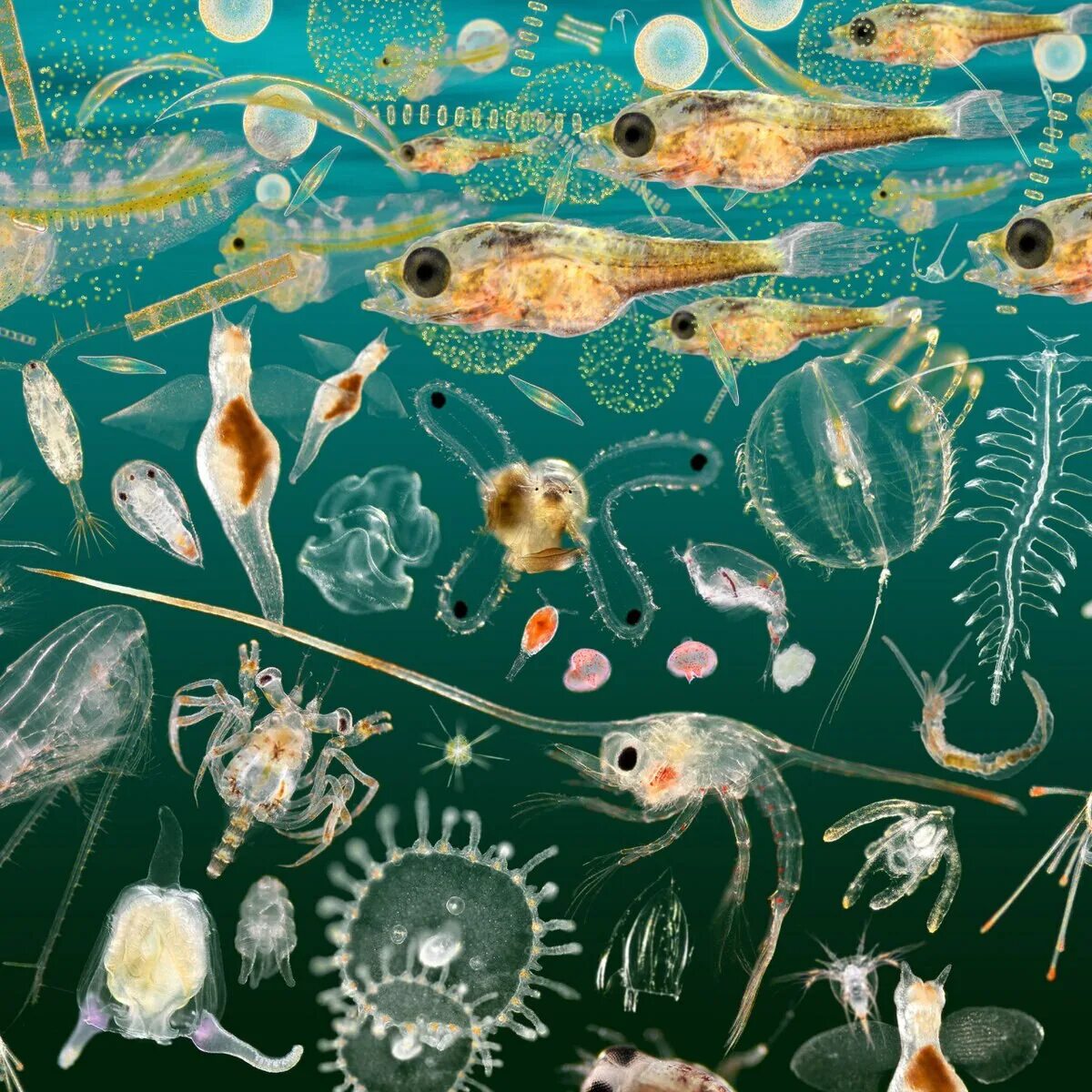 Зоопланктон и фитопланктон. Фитопланктон зоопланктон перифитон. Фитопланктон – зоопланктон – сельдь – Дельфин. Crustacea зоопланктон. Организмы плавающие в толще воды