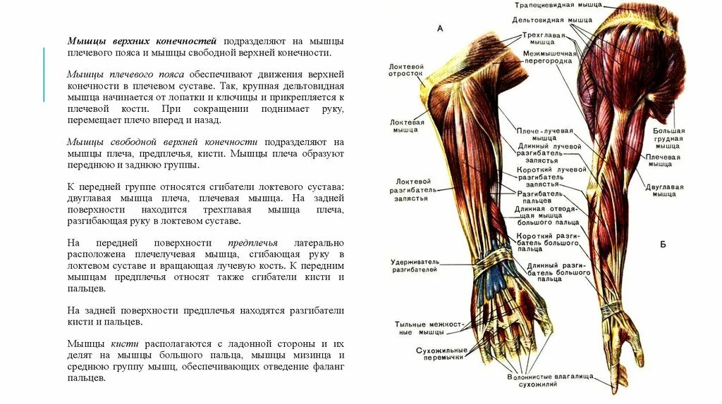 Мышцы верхних конечностей анатомия функции. Мышцы предплечья анатомия функции. Мышцы верхней конечности, пояса и предплечья. Мышцы пояса верхней конечности функции.