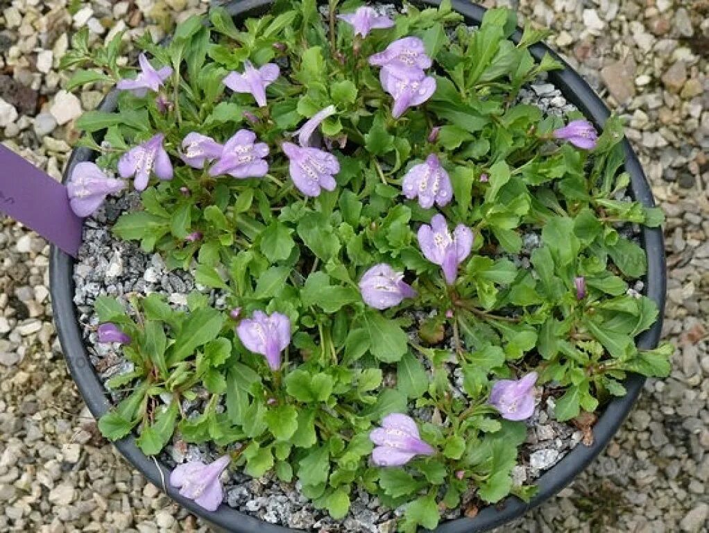 Мазус ползучий. Мазус ползучий (mazus reptans). Мазус ползучий семенами. Мазус ползучая посадка. Мазус купить семена