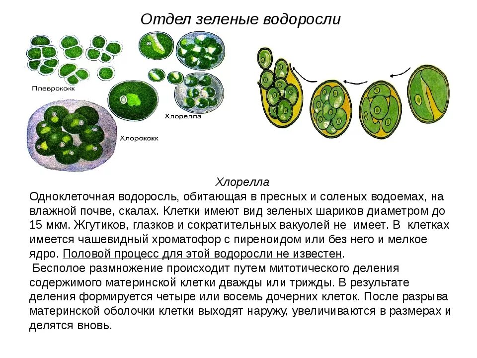 Среда обитания хлореллы. Хлорелла жизненный цикл схема. Одноклеточная водоросль хлорелла. Хлорелла водоросль строение. Зеленые водоросли хлорелла.