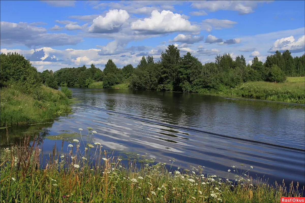 река сестра ленинградская область. река сестра дубна. река сестра сестрорецкий парк клин. река сестра клин. река сестра ленинградская.