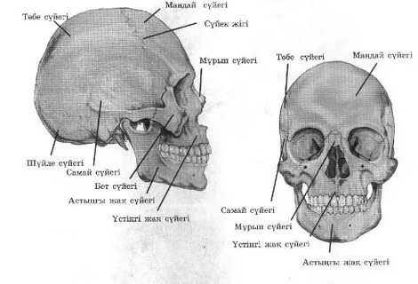 Жалаңаш Ксения Остапчук