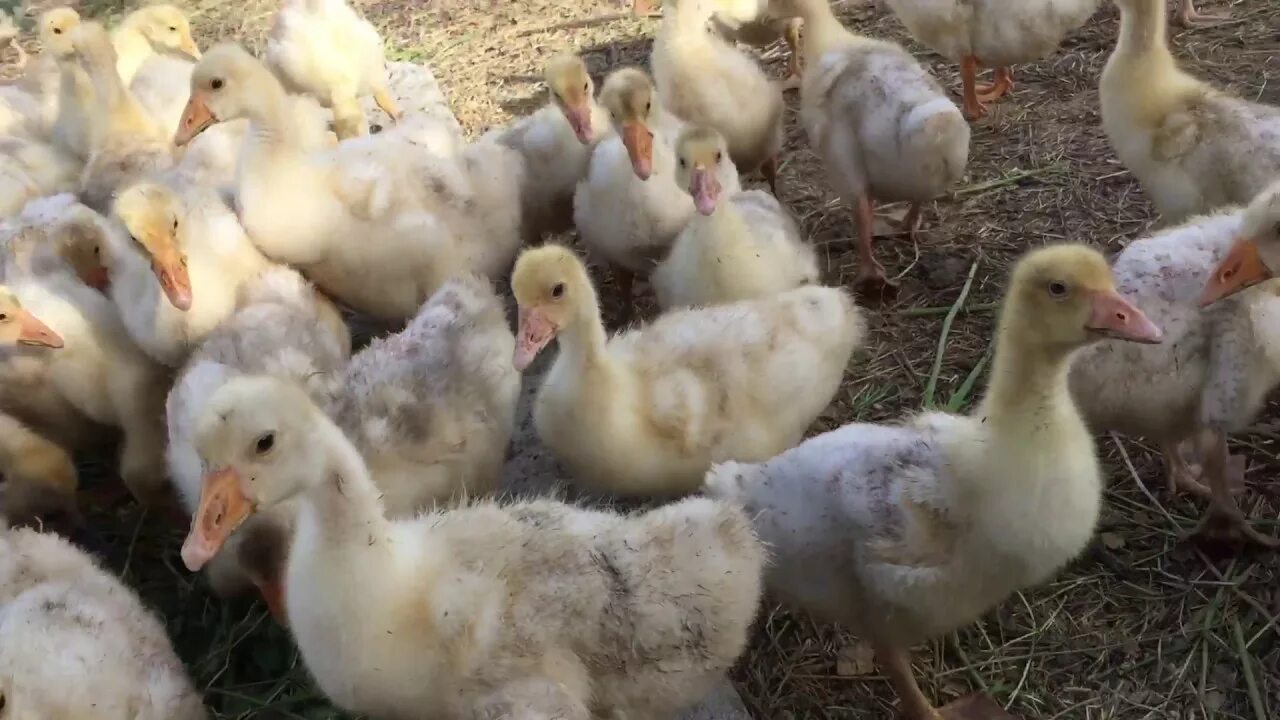 Гусь в месяц фото Достоинства породы Холмогорские гуси с описанием и фото Animals, Swan