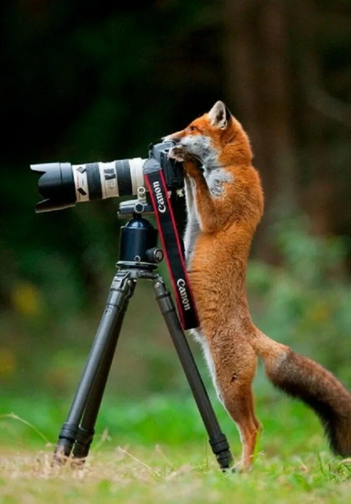 Лиса с фотоаппаратом. Животное с фотоаппаратом. Звери с фотоаппаратом. Животные в камере.