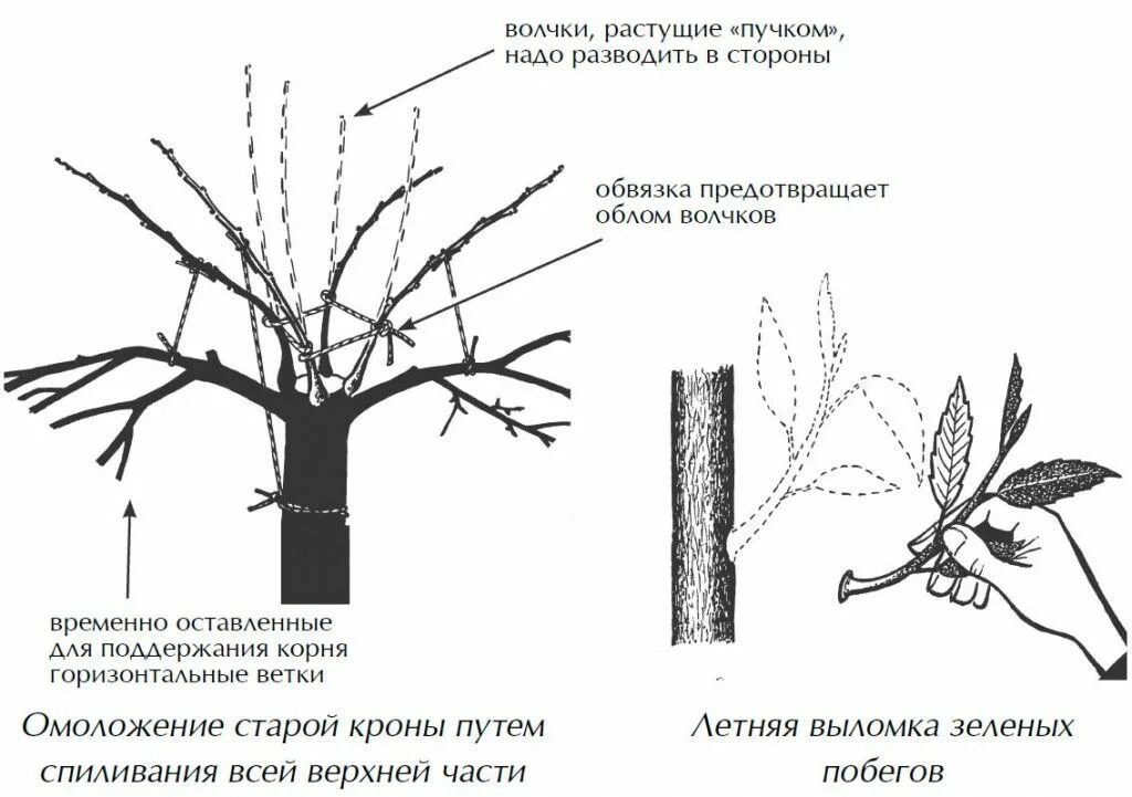 Схема обрезки плодовых деревьев. Волчки на яблоне. Волчковые побеги на яблоне. Ветки волчки на плодовых деревьях. Как омолодить старую яблоню