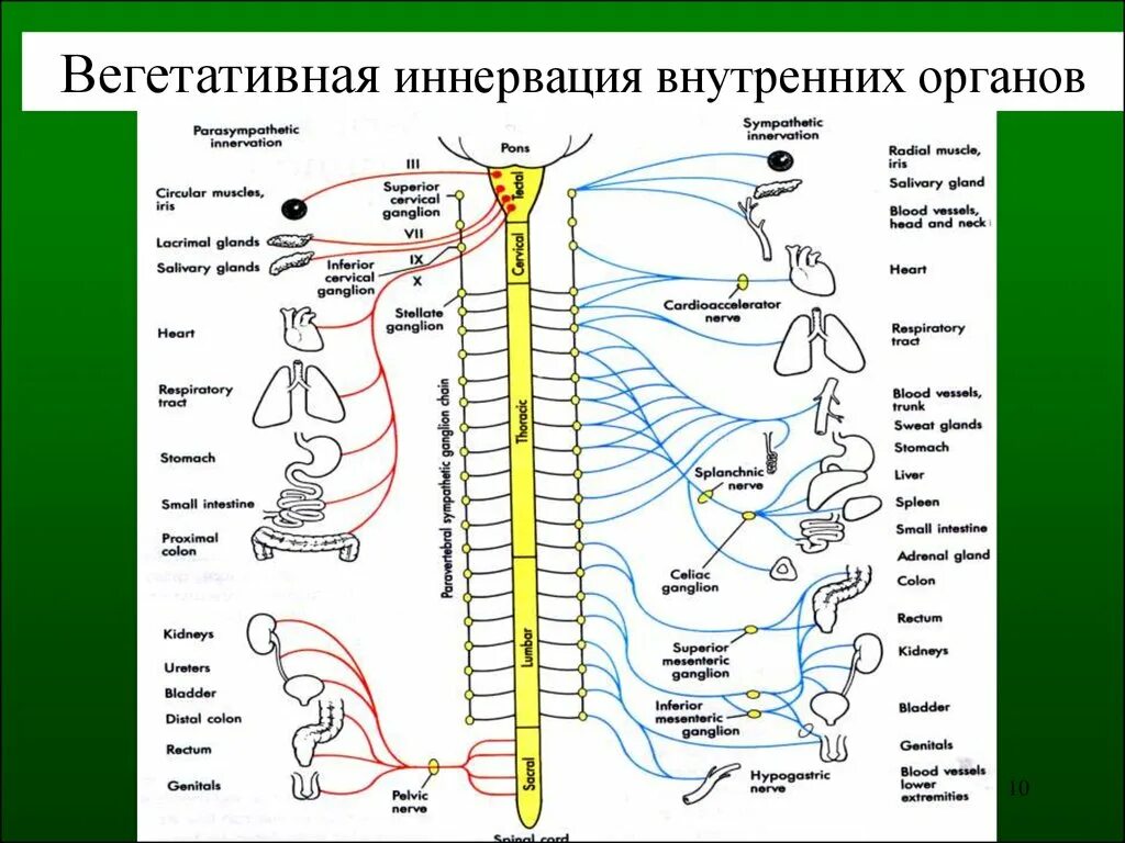 Связь органов человека. Схема иннервации позвоночника сегменты. Иннервация внутренних органов таблица анатомия. Схема иннервации внутренних органов. Вегетативная парасимпатическая иннервация внутренних органов.