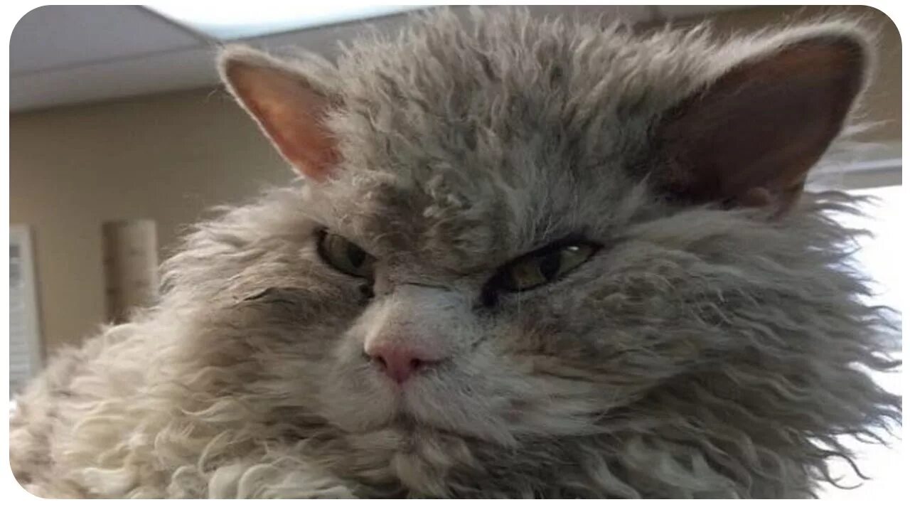 √ 8 Unique Curly Haired Cat Breeds That Suitable For Family’s Pet Селкирк-рекс, 