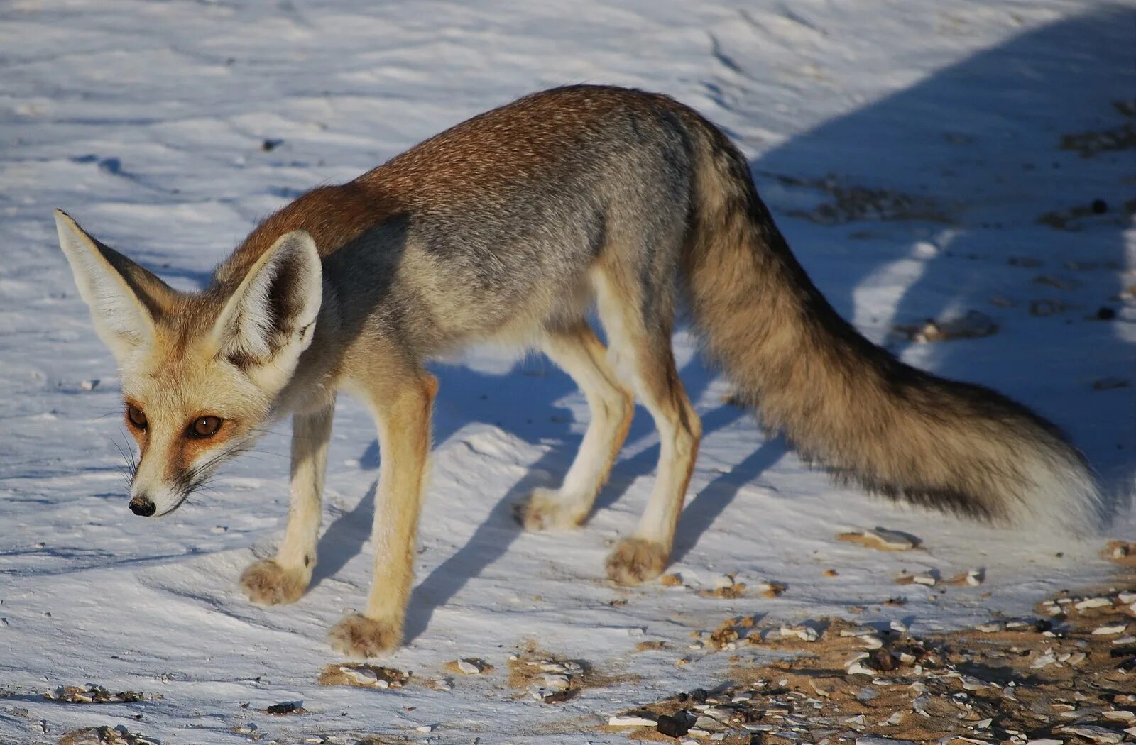 Секуранская лисица. Песчаная лисица v. rueppellii. Ruppell's Fox.