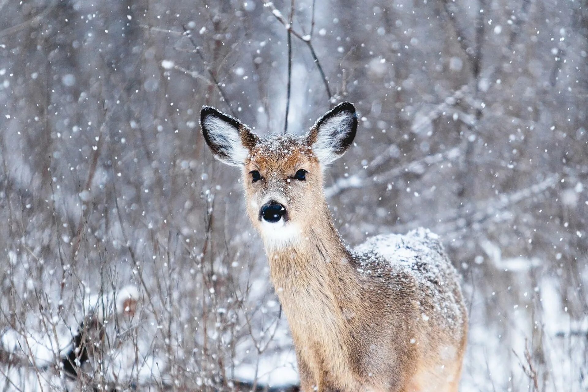 Сибирская косуля норский заповедник. Сибирская косуля гуран. Висимский заповедник косули. Косуля сибирская. Косуля дагестанская.