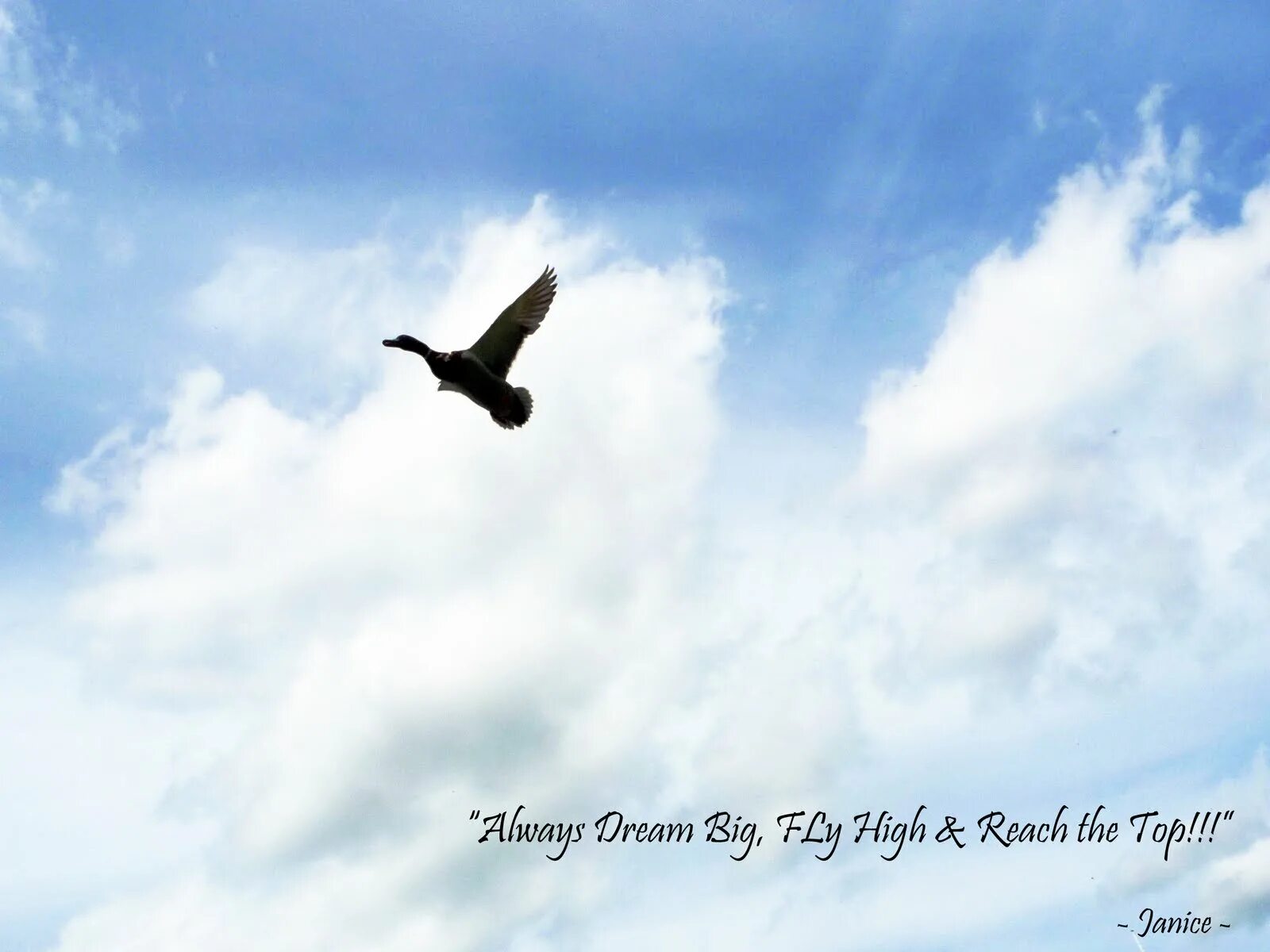 Flying higher and higher. Freedom картинки. Flying High. Fly quotes. Голова в облаках.