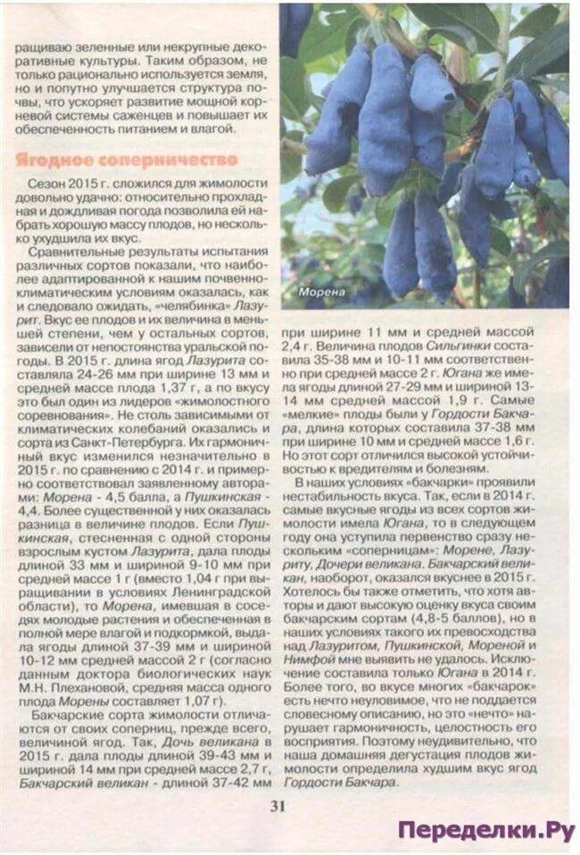 Жимолость морена описание сорта Фитостудия-63.ру