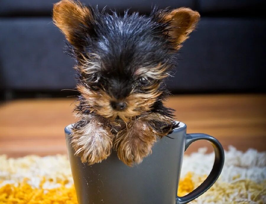 Самая маленькая порода. Терьер Мейси. Самая маленькая собака в мире. Самые маленькие собаки в мире. Самая маленькая.