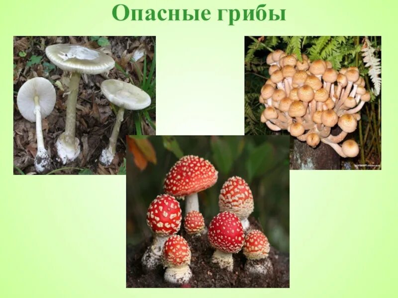 Какие есть опасные грибы. Опасные несъедобные грибы. Лесные опасности ядовитые грибы 2 класс окружающий мир. Ядовитые грибы и растения 2 класс окружающий. Лесные несъедобные грибы 2 класс окружающий мир.