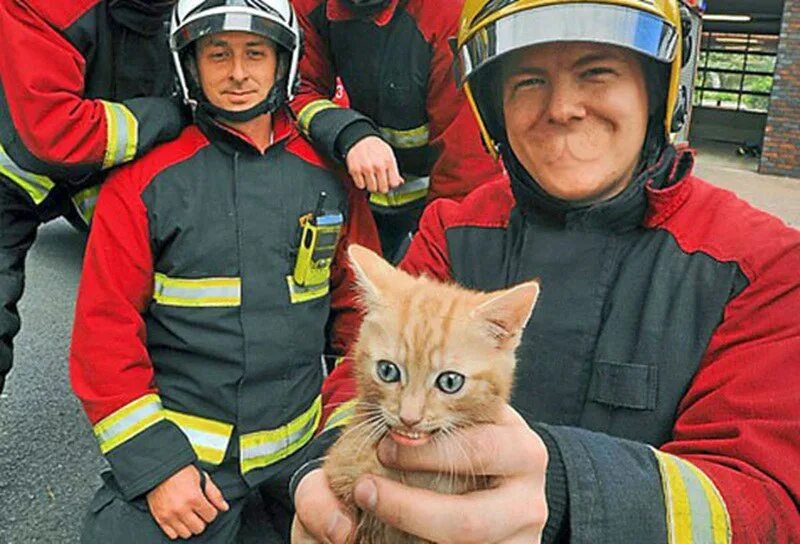 Пожарник. Пожарный спас котика. Пожарный спасает кота. Пожарный с котенком. Кошечки спасают