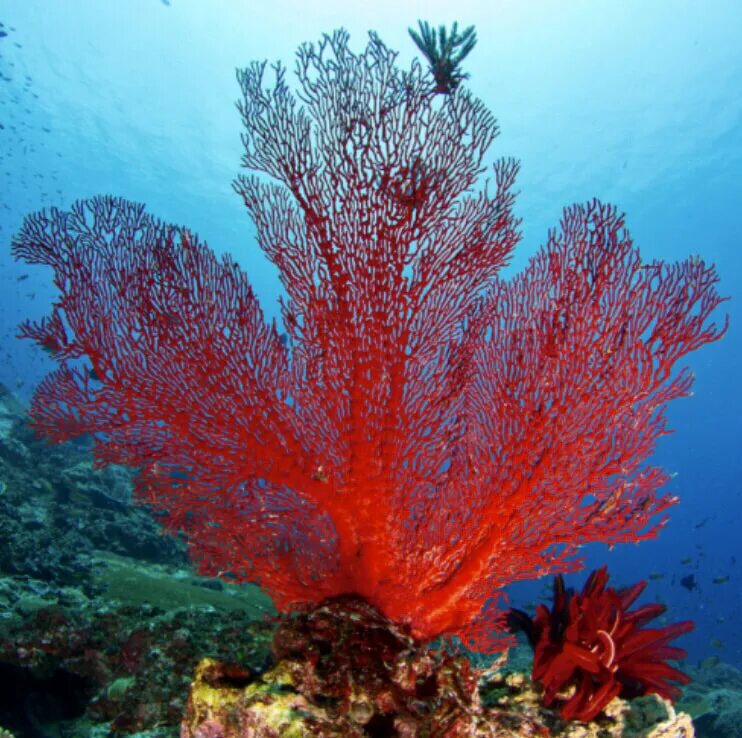 Coral музыка. Коралловые полипы. Коралл рикардея Флорида. Peceras коралл. Анакропора красная коралл.