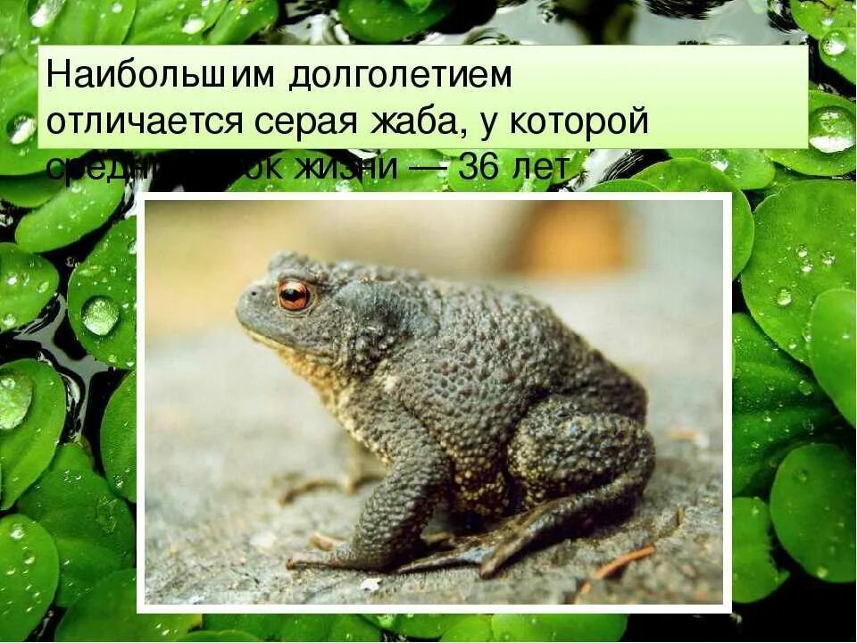 Чем лягушка отличается от жабы 2. Отличие жабы от лягушки. как отличить жабу от лягушки. жаба и лягушка отличия. продолжительность жизни жабы.